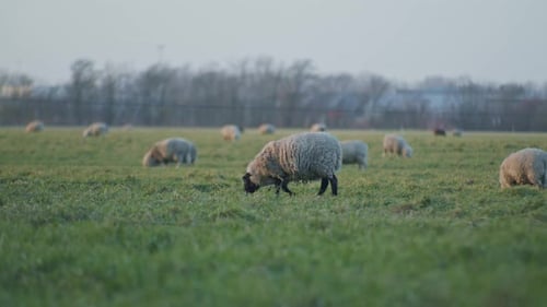 ein schwarzes Dolly-Schaf-Nutztier, das tagsüber auf einer Wiese weidet und Gras mit breitem Gras frisst