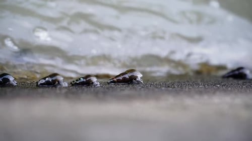 Slow motion video of river snails clinging and moving on the river wall - Subulina octona, Sumpil