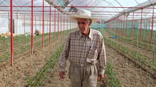 Senior Farmer Standing in a Sunny Greenhouse