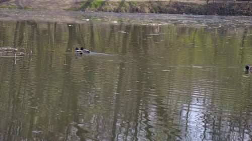 ducks swimming in a lake