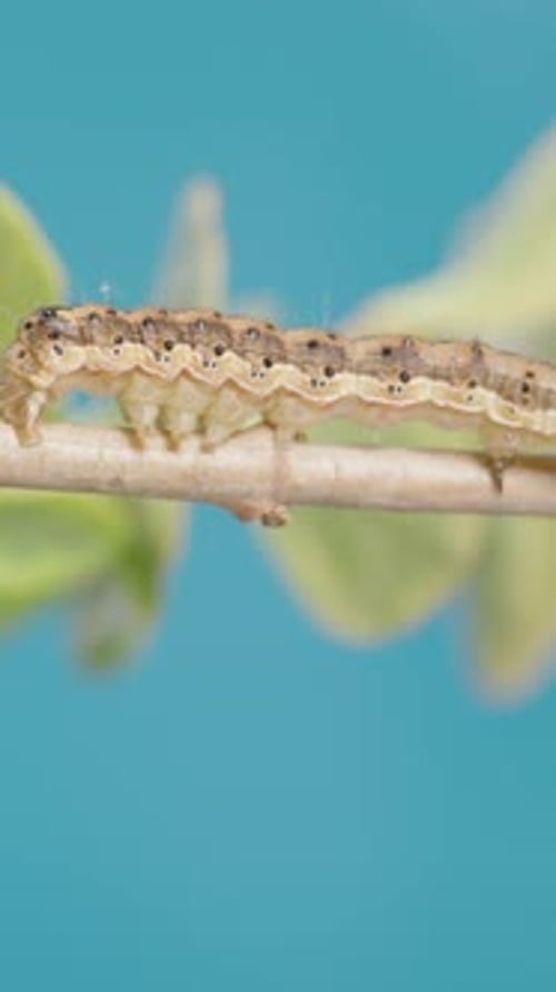Vertical video. A Caterpillar Crawls On A Tree Branch Toward Juicy Leaves Against A Blue Sky