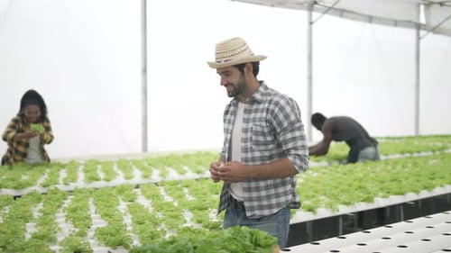 Entrepreneur work at hydroponic vegetable farm.