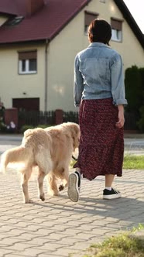 Woman Walking With Golden Retriever Dog On A Street