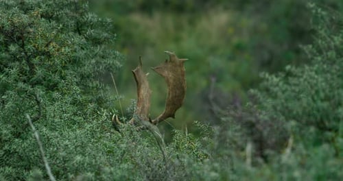 Deer in the Wild Blending Into Forest