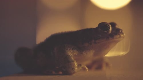 Toad By a Swimming Pool