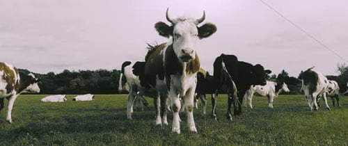 Cattle Grazing in a Green Meadow Under Cloudy Sky
