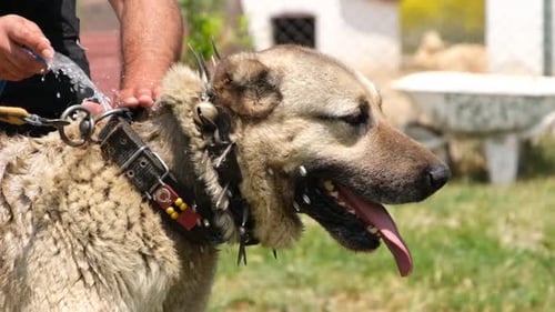 Dog Bath Time Outdoors in the Sunshine
