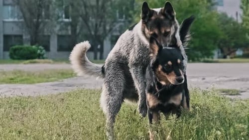 Dogs Interact in Urban Grassy Environment