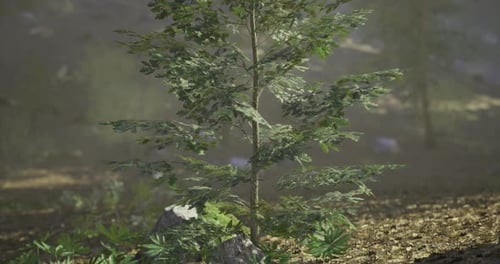 Vibrant Green Tree Surrounded By Natural Foliage in a Tranquil Forest Setting