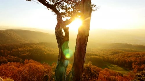 Farbenfroher, lebendiger Wald, Bäume, Wald bei Sonnenuntergang, Goldene Stunde