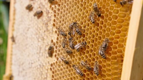 A frame with light wax honey combs and some bees walking by them. Half of the frame is sealed.