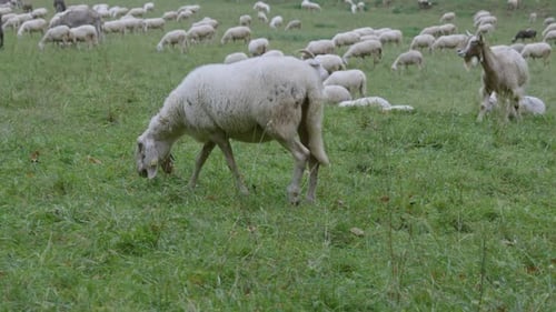 Schafwiese