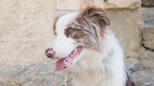 Close up of an Australian shepherd on leash