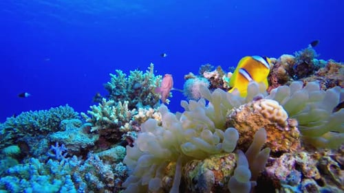 Tropical Clownfish and Sea Anemone
