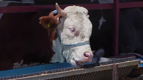 Cows Fed As An Offering To God During The Eid Al Adha In The Animal Sales Market 36