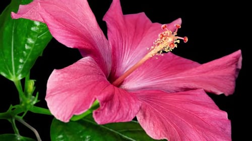 Pink Hibiscus Opens Big Flower in Time Lapse. Blooming Red Plant on a Black Background