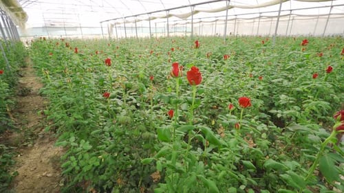 Abundant Red Roses Growing in Greenhouse Environment