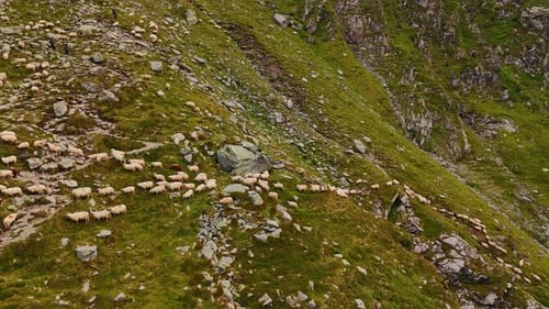 Aufnahmen entlang des grünen Abhangs des riesigen Felsens mit einem Vieh.