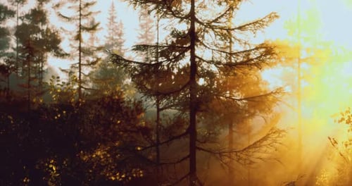 Sunlight Filtering Through Trees in a Serene Forest During Early Morning