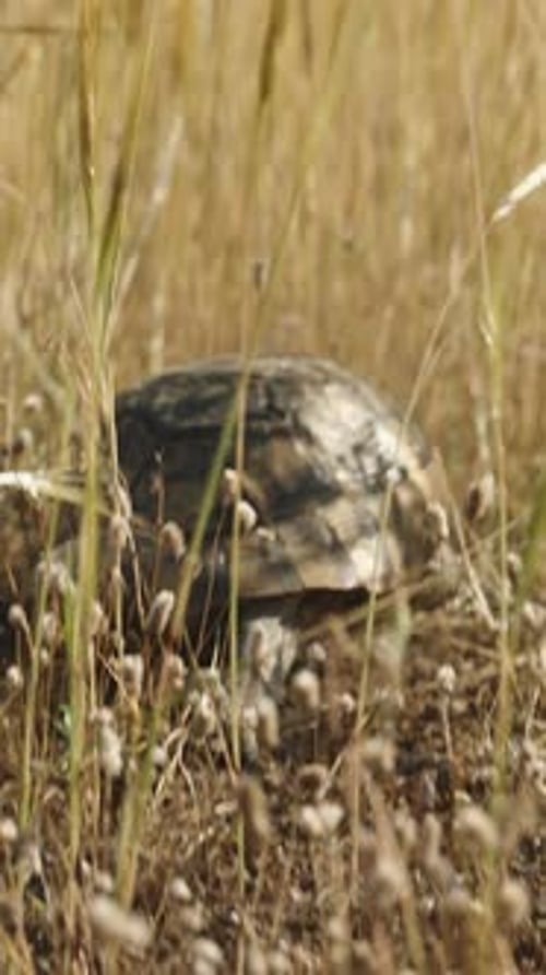 Une tortue se fraie un chemin dans l'herbe sèche par une journée ensoleillée. Vidéo verticale.
