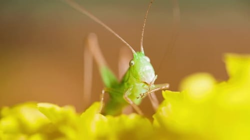 Green cricket grasshopper cleaning legs with mouth, close up