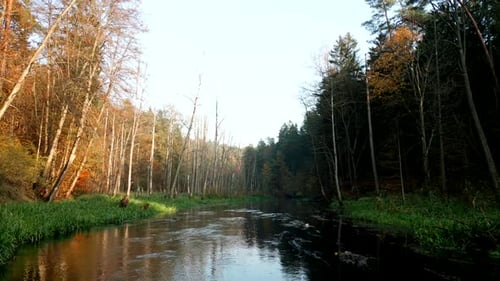 Drone flight over the riverbed flowing between colorful trees in an autumn forest