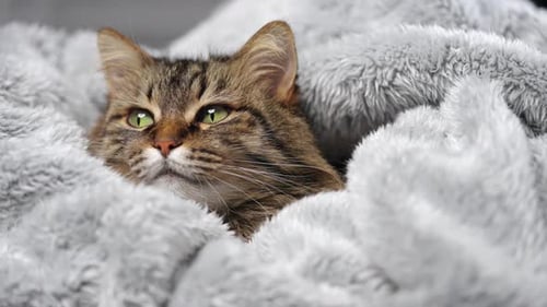 Cute Tabby Cat Lies Wrapped in a Blanket Concept of Adorable Pets