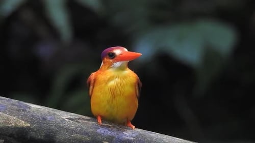 an Oriental dwarf kingfisher or Ceyx erithaca bird is perched on a branch while its right and left l