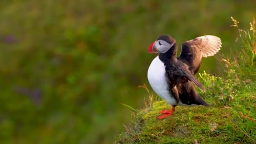 Cute Adorable Puffin Flaps Wings in Slow Motion Warm Sunlight Summer Close Up. Wildlife in Natural