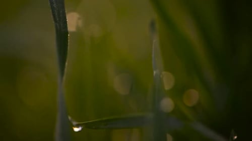 Wunderschöne üppige grüne Blätter mit Wassertröpfchen in Polen an einem sonnigen Tag — extreme Nahaufnahme