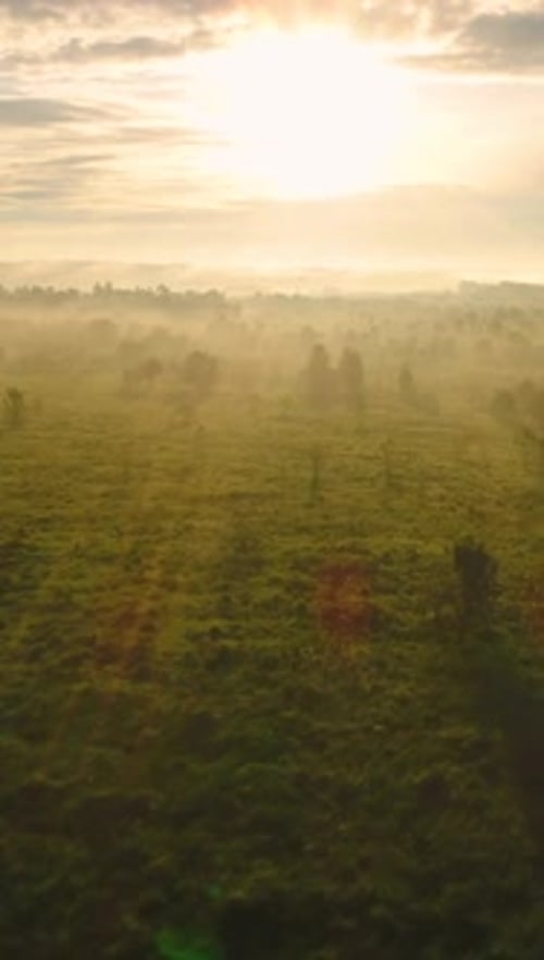 Flying Over Green Meadow and Trees at Sunrise in Fog Aerial View Vertical Video