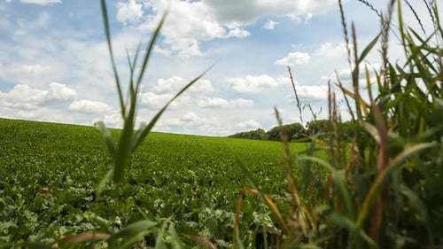Sugar Beet Field
