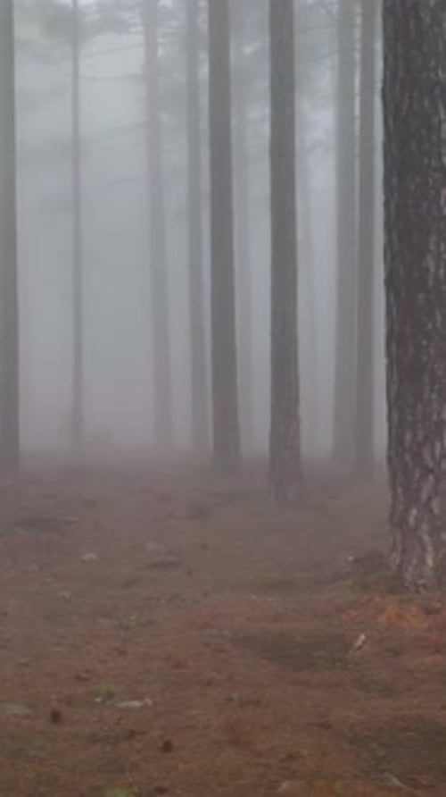 Vertical Video Misty Forest Flight Between Trees in the Foggy Forest
