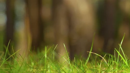 Eine Nahaufnahme des Panoramas von grünem Gras und Vegetation auf einem Waldszenenhintergrund