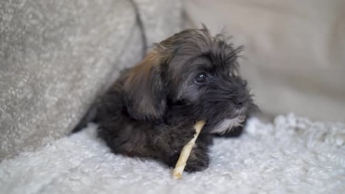 Cute Puppy Chewing on Bone Inside Home