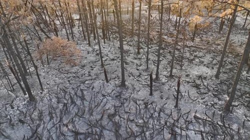 Charred Dead Vegetation Burnt Down After Wildfire Destroyed Florida Jungle Woods Devastated Forest