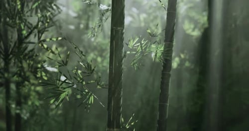 Sunlight Filtering Through Bamboo Forest Creates Serene Atmosphere
