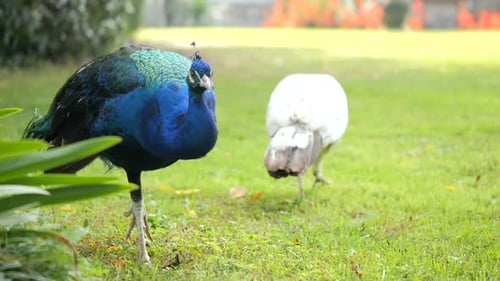 Beautiful Shot Of Stunning Peafowl Walking Peacefully On Green Grass