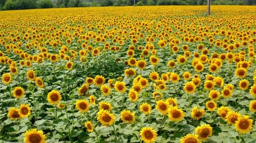 Field of blooming sunflowers. Yellow seed plants flowering in bright summer day on farmland.