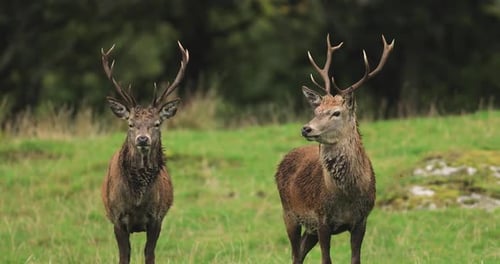 Cerf élaphe sur l'île du Jura, Écosse