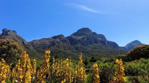 Kirstenbosch Botanical Gardens With Table Mountain In The Background In Cape Town, South Africa. Wid