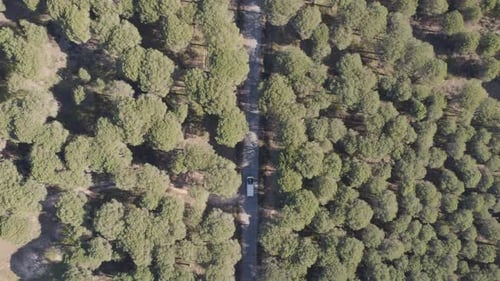 Aerial view of the natural beauty of a forest in Huelva with a white van driving on the road