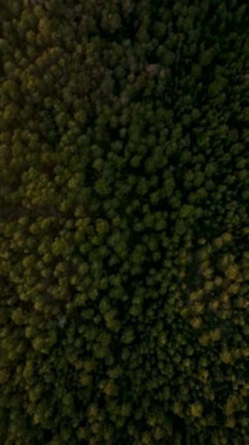 Vertical Video SkyHigh Excursion Aerial View of Enigmatic Forest Cinematic Drone Footage