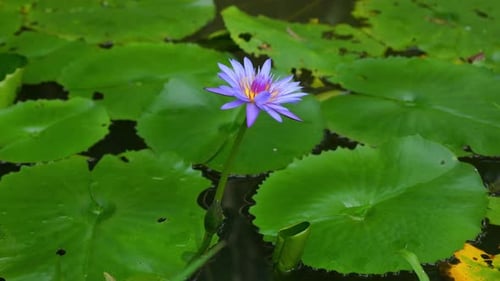 Water Lily Bloomed in Pond Decorating Surface of Water In Pond Water Lily Reveals Its Tenderness and