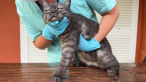 Woman Veterinarian Doctor Holds Sick Cat Closeup Diagnostics of Pets Health in Veterinary Clinic
