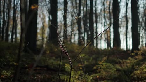 Trockener Ast im Wald