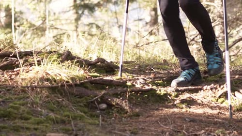 Legs and Feet of Woman Hiker Walking Outdoors in Forest in Nature