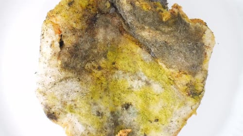 Eine Nahaufnahme von Schimmel und Pilzen, die auf Brot wachsen.