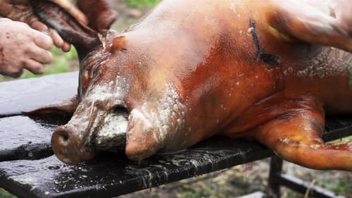 Pork snout freshly killed and scorched being cleaned and prepared for dismembering - Close up