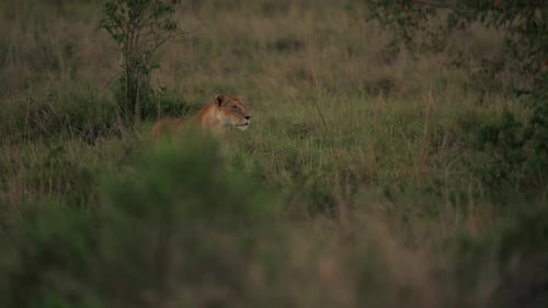 Lionne marchant dans les prairies du Kenya